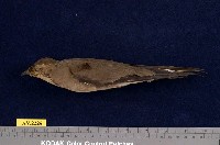 藏品(燕鴴)的圖片